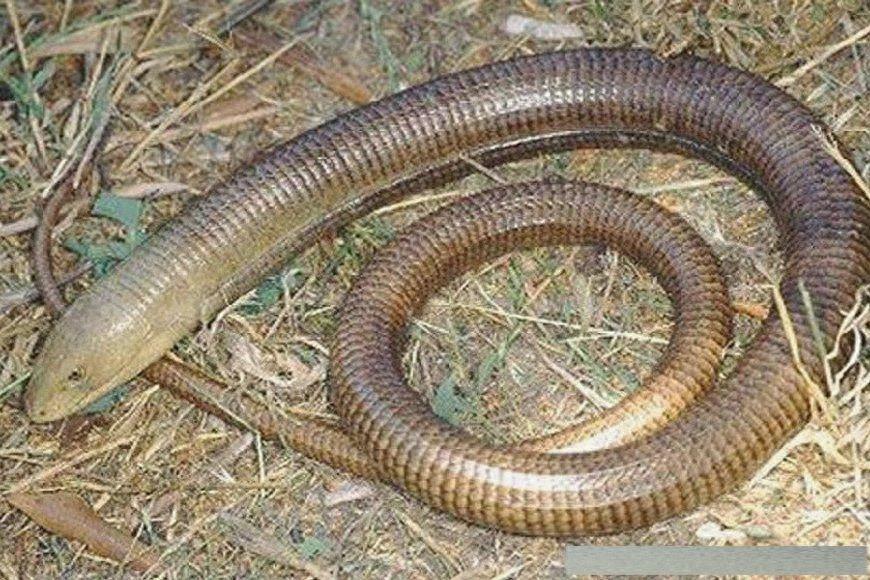 世界上8大世界之最的蛇类，有最毒的太攀蛇，最后一只超自然！