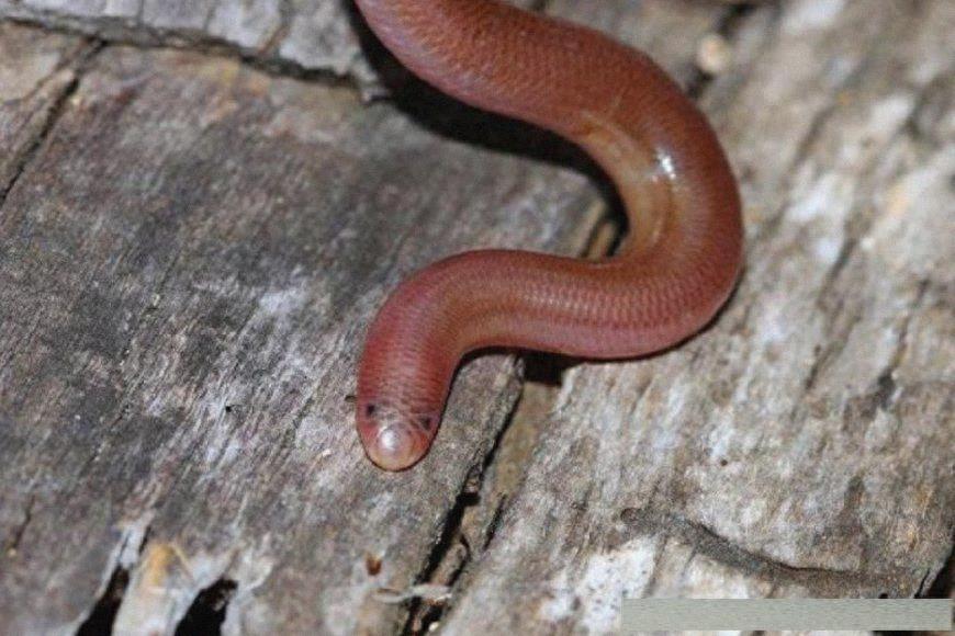 世界上8大世界之最的蛇类，有最毒的太攀蛇，最后一只超自然！