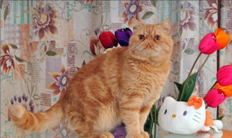 世界最红的猫:加菲猫原型原来是异国短毛猫