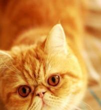 世界最红的猫:加菲猫原型原来是异国短毛猫