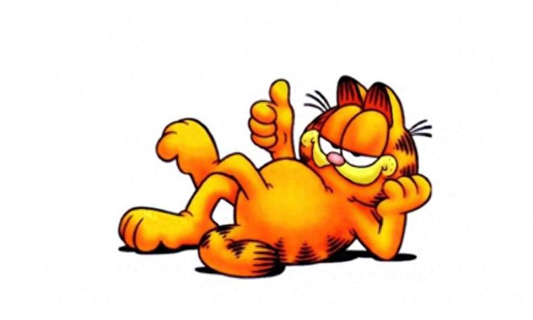 世界最红的猫:加菲猫原型原来是异国短毛猫