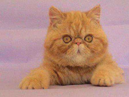 世界最红的猫:加菲猫原型原来是异国短毛猫