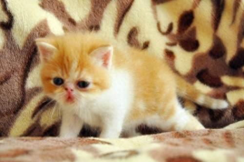 世界最红的猫:加菲猫原型原来是异国短毛猫