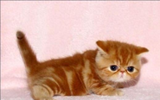 世界最红的猫:加菲猫原型原来是异国短毛猫