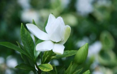 栀子花为什么会黄叶?四种原因导致,及时救治并且掌握预防技巧