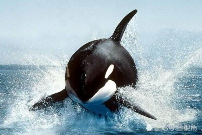 ​全球海洋公园中最大的虎鲸，被囚禁33年，身背3条人命