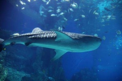 凤岗什么地方 好玩的地方 凤岗哪好玩的地方