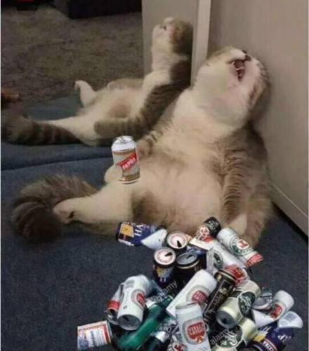 囧哥:曲折!男子丢钱报警被查出招嫖遭仙人跳,丢的钱是主动付的