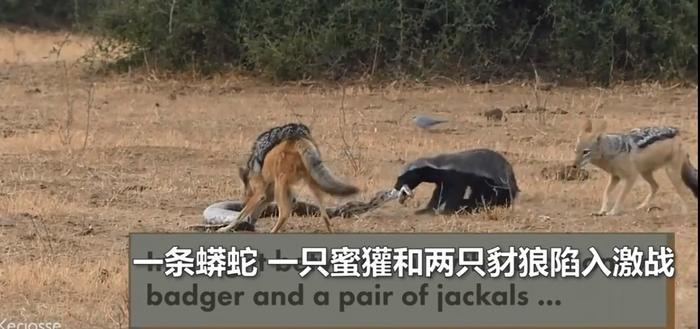 囧哥:曲折!男子丢钱报警被查出招嫖遭仙人跳,丢的钱是主动付的