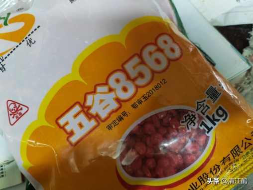 国内高产玉米种子排行最新,5个优质丰产玉米品种推荐