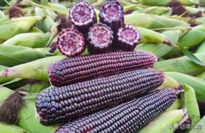 国内高产玉米种子排行最新,5个优质丰产玉米品种推荐