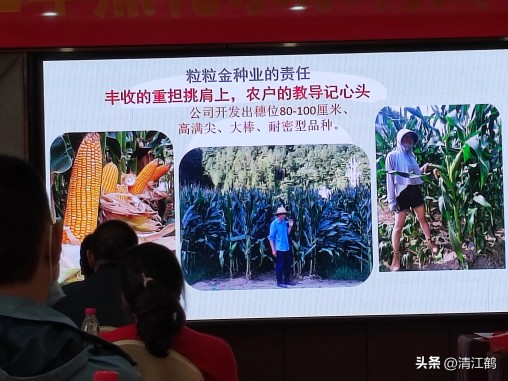 国内高产玉米种子排行最新,5个优质丰产玉米品种推荐