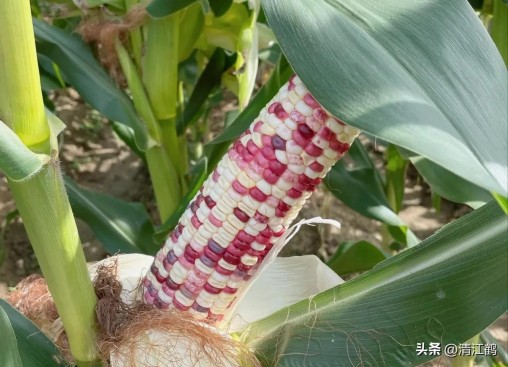国内高产玉米种子排行最新,5个优质丰产玉米品种推荐