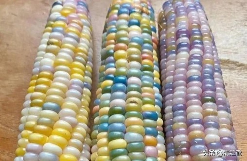 国内高产玉米种子排行最新,5个优质丰产玉米品种推荐