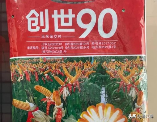 国内高产玉米种子排行最新,5个优质丰产玉米品种推荐