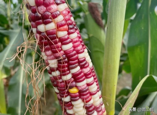 国内高产玉米种子排行最新,5个优质丰产玉米品种推荐