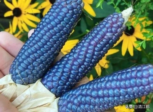 国内高产玉米种子排行最新,5个优质丰产玉米品种推荐