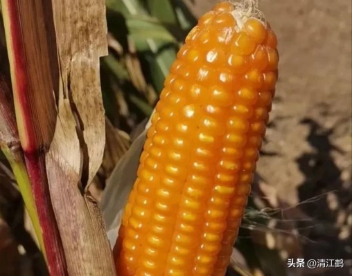 国内高产玉米种子排行最新,5个优质丰产玉米品种推荐