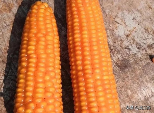 国内高产玉米种子排行最新,5个优质丰产玉米品种推荐
