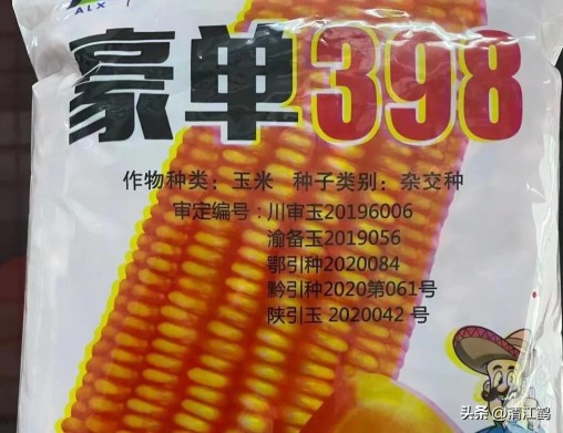 国内高产玉米种子排行最新,5个优质丰产玉米品种推荐