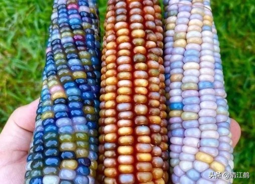国内高产玉米种子排行最新,5个优质丰产玉米品种推荐