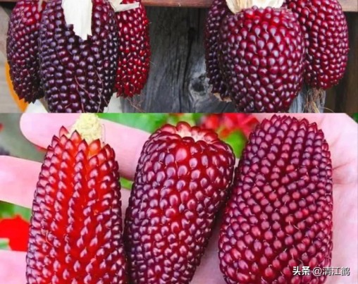 国内高产玉米种子排行最新,5个优质丰产玉米品种推荐