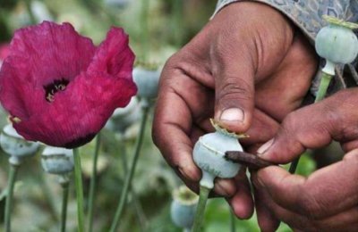 毒品的源头在“金三角”,为什么不派军队打掉?这种想法很天真