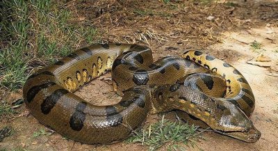 ​世界上最大的蛇，恐怖的能力