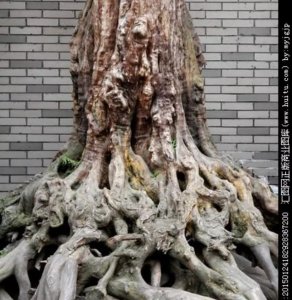 ​农民让田边大树自然死亡的四种方法，简单有效