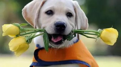 ​世界公认十大最可爱狗狗