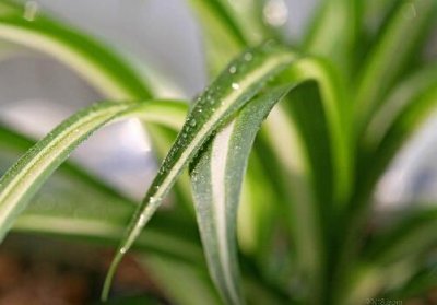 ​金心吊兰与家居风格的搭配-金心吊兰的风水学应用