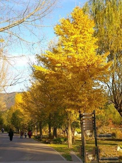 中国10大最稀有的植物，第三植物界大熊猫，第七国宝级植物