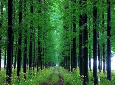 ​中国10大最稀有的植物，第三植物界大熊猫，第七国宝级植物