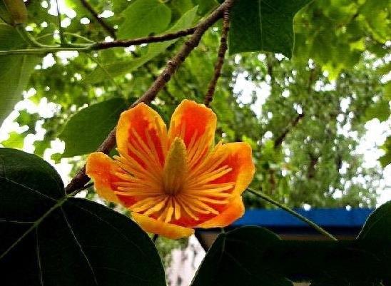 中国10大最稀有的植物，第三植物界大熊猫，第七国宝级植物