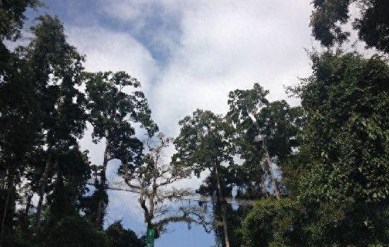 中国10大最稀有的植物，第三植物界大熊猫，第七国宝级植物