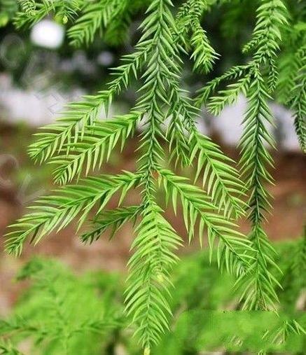 中国10大最稀有的植物，第三植物界大熊猫，第七国宝级植物