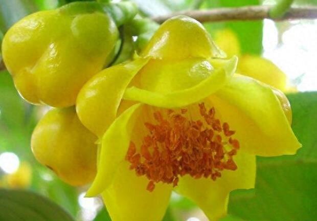 中国10大最稀有的植物，第三植物界大熊猫，第七国宝级植物