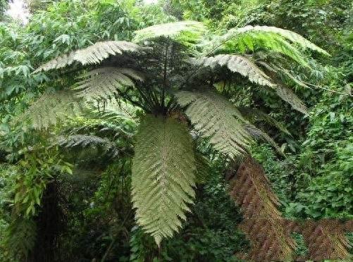 中国10大最稀有的植物，第三植物界大熊猫，第七国宝级植物