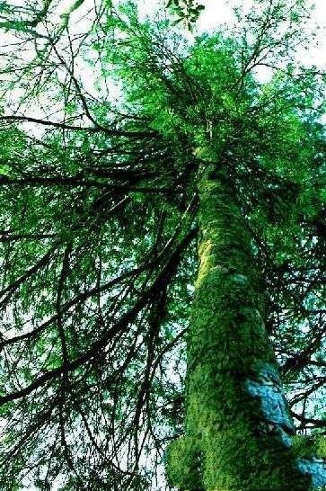 中国10大最稀有的植物，第三植物界大熊猫，第七国宝级植物