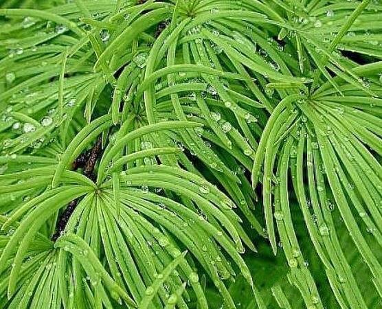 中国10大最稀有的植物，第三植物界大熊猫，第七国宝级植物