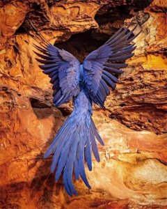 ​世界上最大的鹦鹉