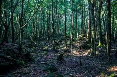日本青木原树海有多邪门?600多人的“自杀森林”,警察不敢进去