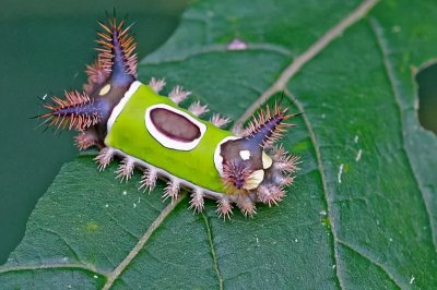 到底是个毛毛虫还是个猫猫虫?