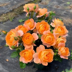 超好养的月季“果汁阳台”,只需这4招,一不小心就开爆盆