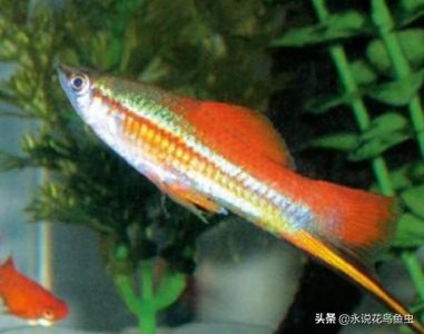 ​最好养的观赏鱼排行榜，懒人新手都过来看看