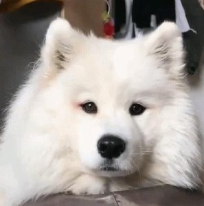 ​盘点20张令人笑掉下巴的搞笑图片，最后一张笑不活了…