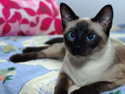 ​最萌的5种猫咪，波斯猫只能排第二，第一萌化天下少女心！