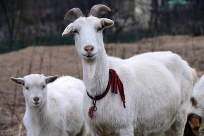 农村老人说山羊胡子用途多多是个“宝”,不能浪费掉,有啥用呢?