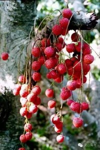 一年等一回!灵山荔枝节6月21日-23日震撼来袭