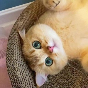 “金渐层”的这7个缺点,一般人驾驭不了,劝你不要轻易养!